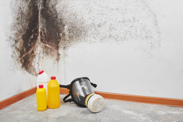 Reliable South Hill, VA Mold Prevention & Removal  Solutions