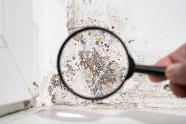 Why You Should Choose Our Mold Remediation Services in South Hill, VA